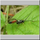 Dusona spp - Schlupfwespe w03b 13mm-fdet04.jpg